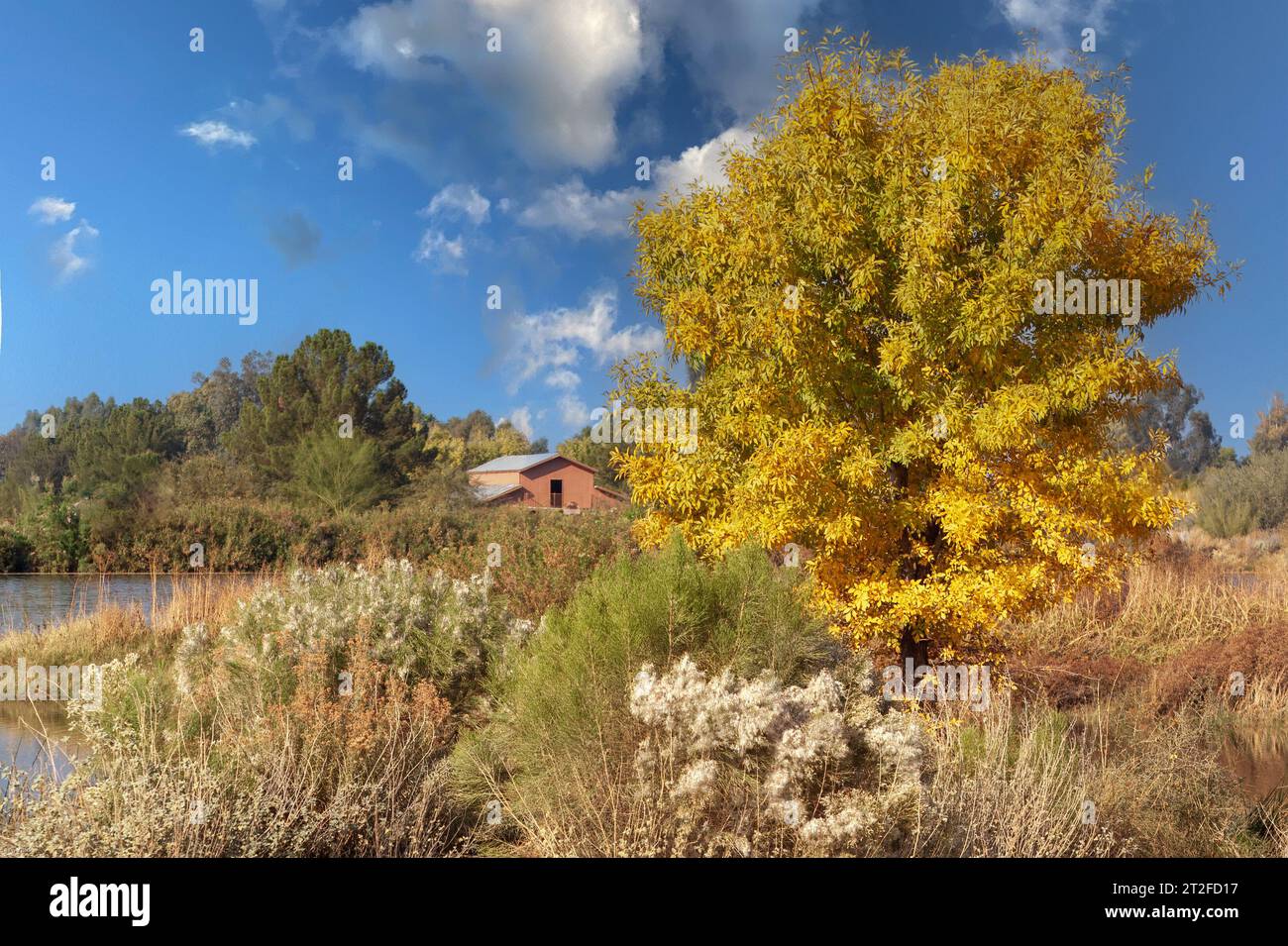 Riparian desert hi-res stock photography and images - Alamy