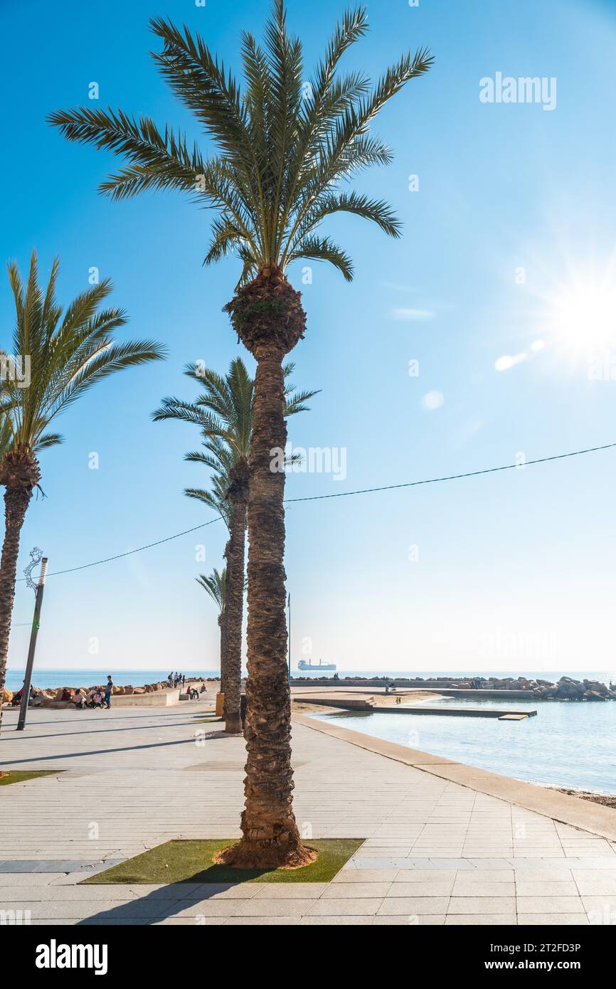 Beach with palm trees in the coastal town of Torrevieja next to the Playa del Cura, Alicante, Valencian Community. Spain, Mediterranean Sea on the Stock Photo