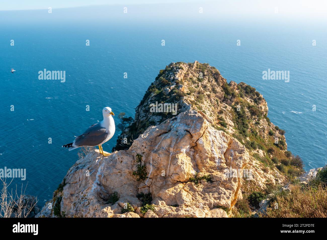 Seagulls at the Mirador de Carabineros in the Penon de Ifach Natural Park in the city of Calpe, Valencia, Valencian Community. Spain. Mediterranean Stock Photo