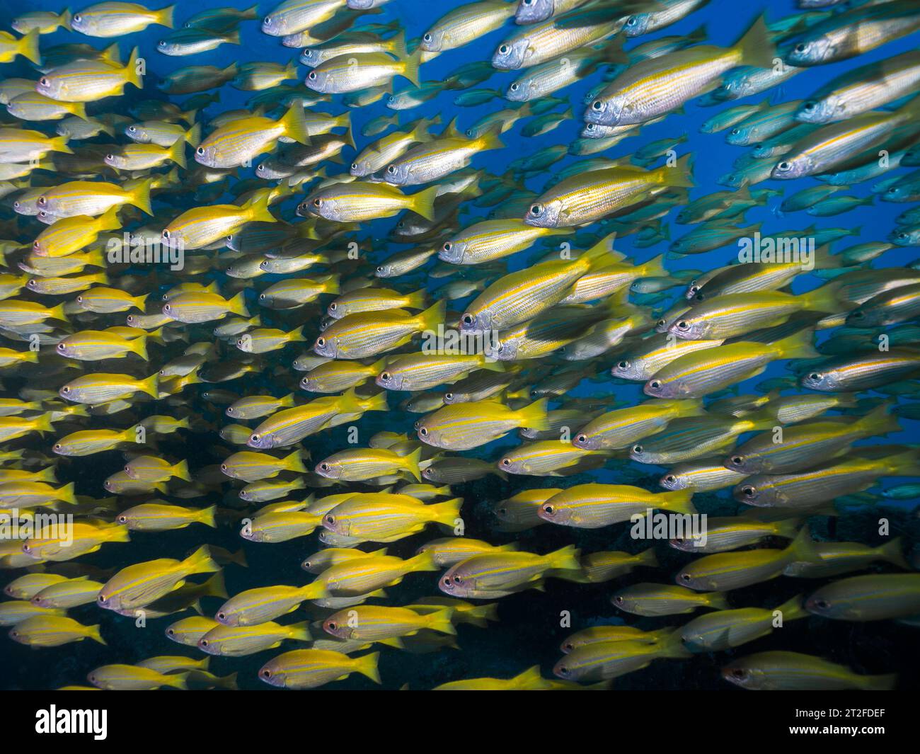 A closeup of a school of Yellow or Bigeye snapper fish (Lutjanus lutjanus) yellow fish with light stripes swimming together Stock Photo