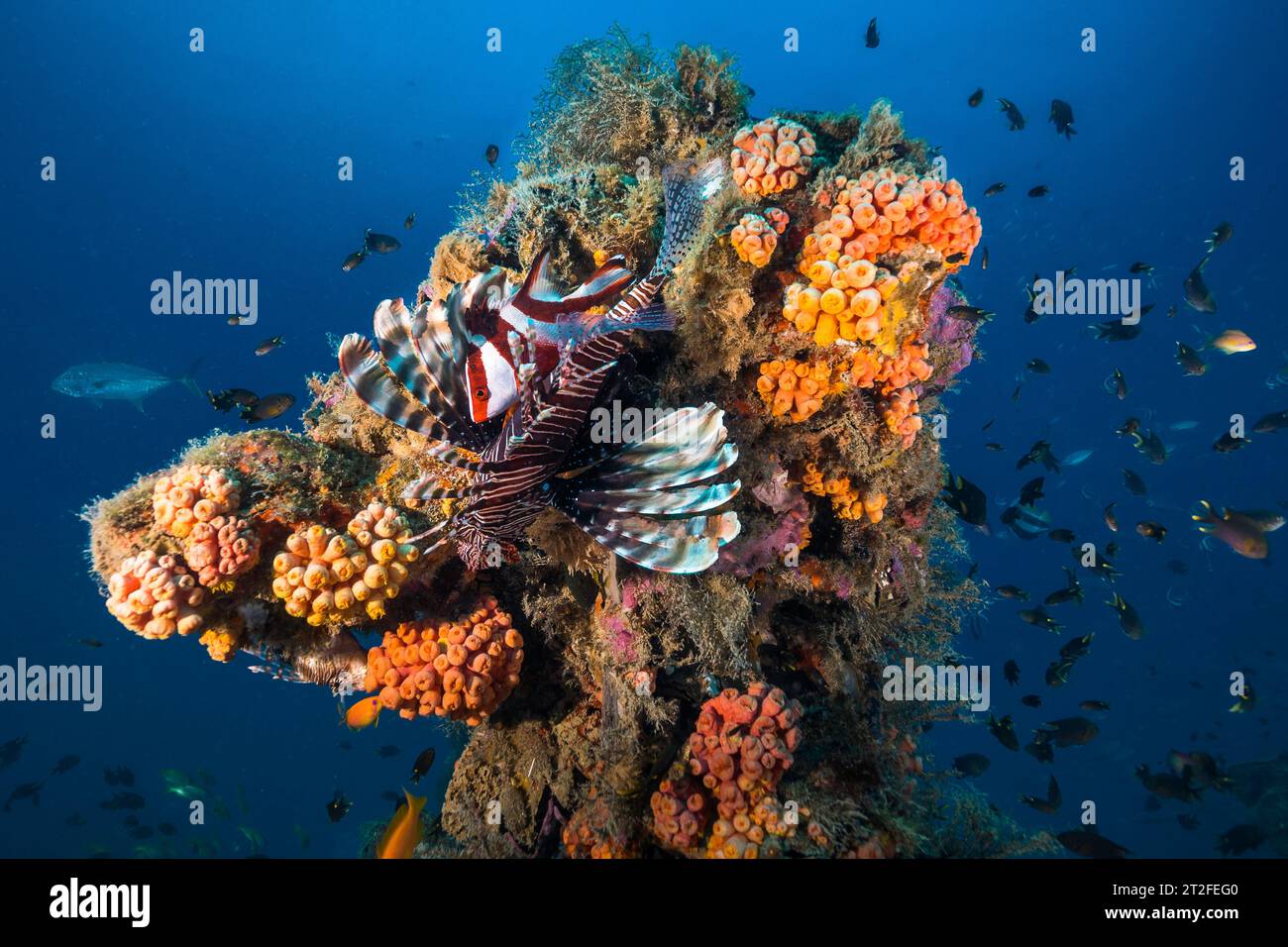 A lion fish with a Red Emperor Snapper fish (Lutjanus sebae) hiding in its spiny fins sitting on a protrusion of an old ship wreck covered with corals Stock Photo
