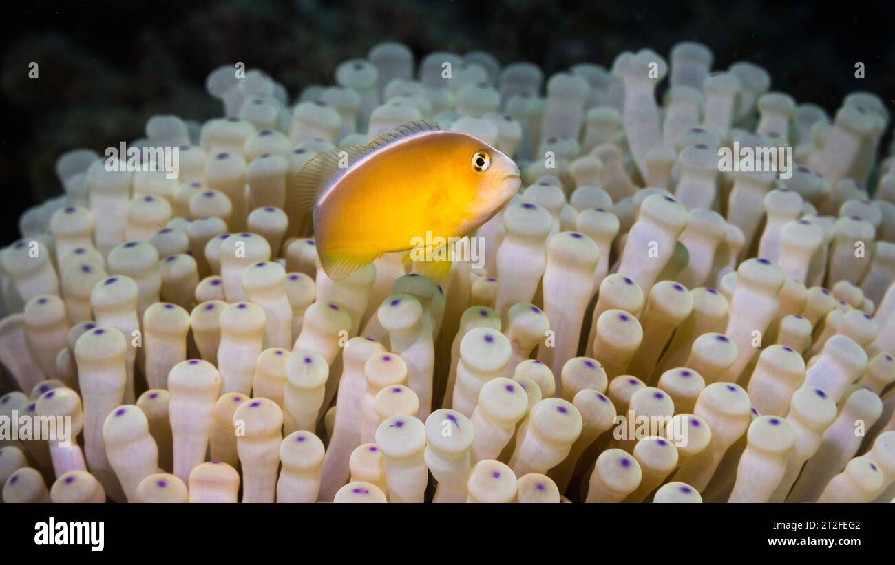 A Nosestripe anemonefish or Skunk clown fish (Amphiprion akallopisos ...