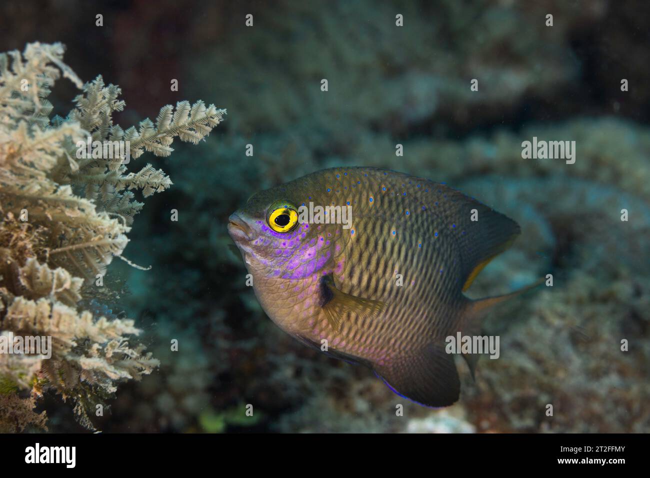 Closeup of a Jewel Damsel fish (Stegastes lacrymatus) overall brown color body with tiny bright blue spots, tropical fish underwater Stock Photo