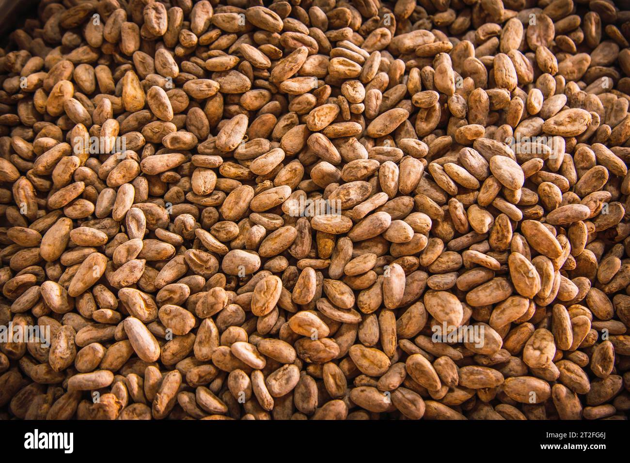 Roasted cocoa beans made of natural Chocolate on Roatan Island. Honduras Stock Photo