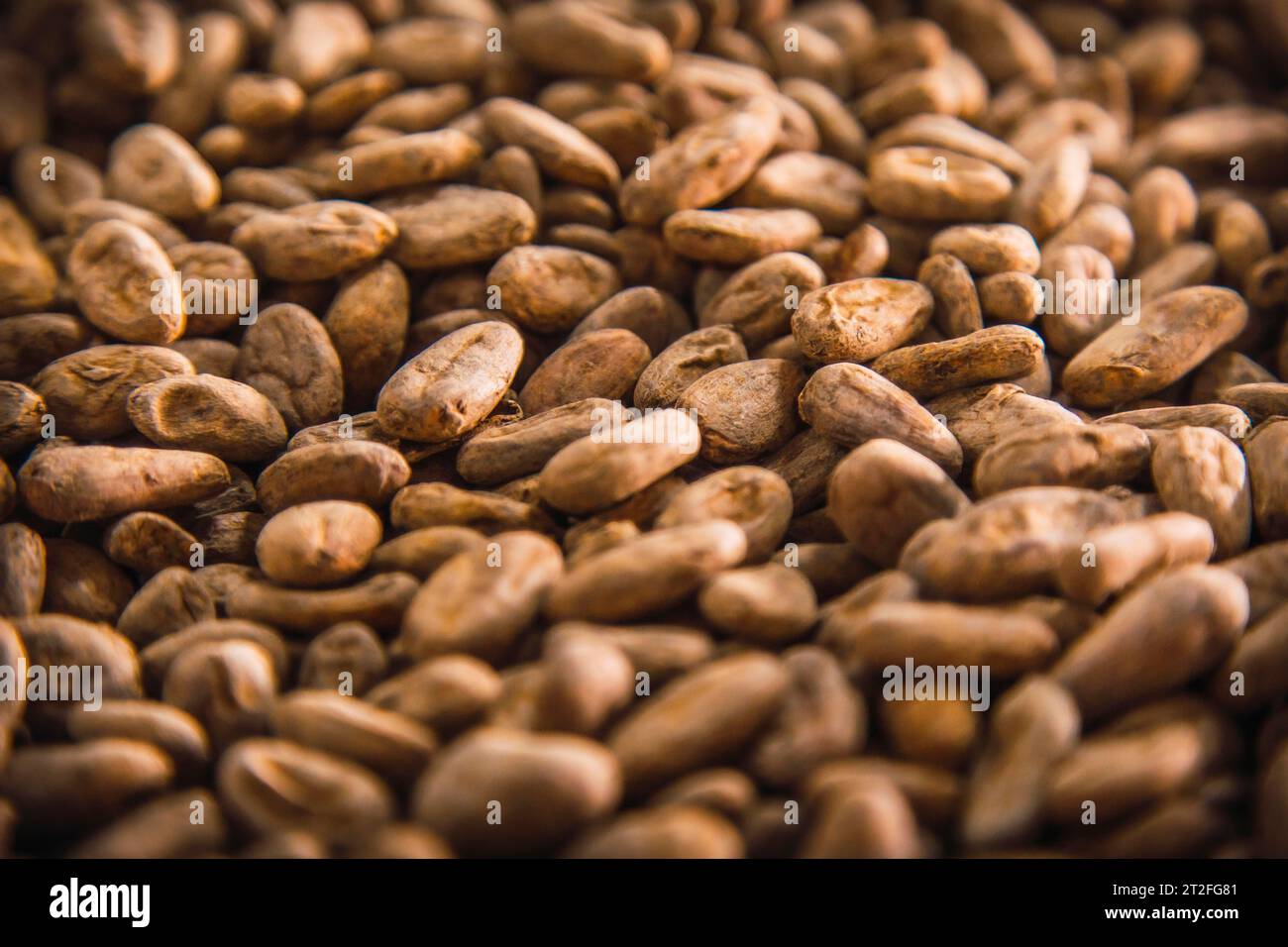 Roasted cocoa beans made of natural Chocolate on Roatan Island. Honduras Stock Photo