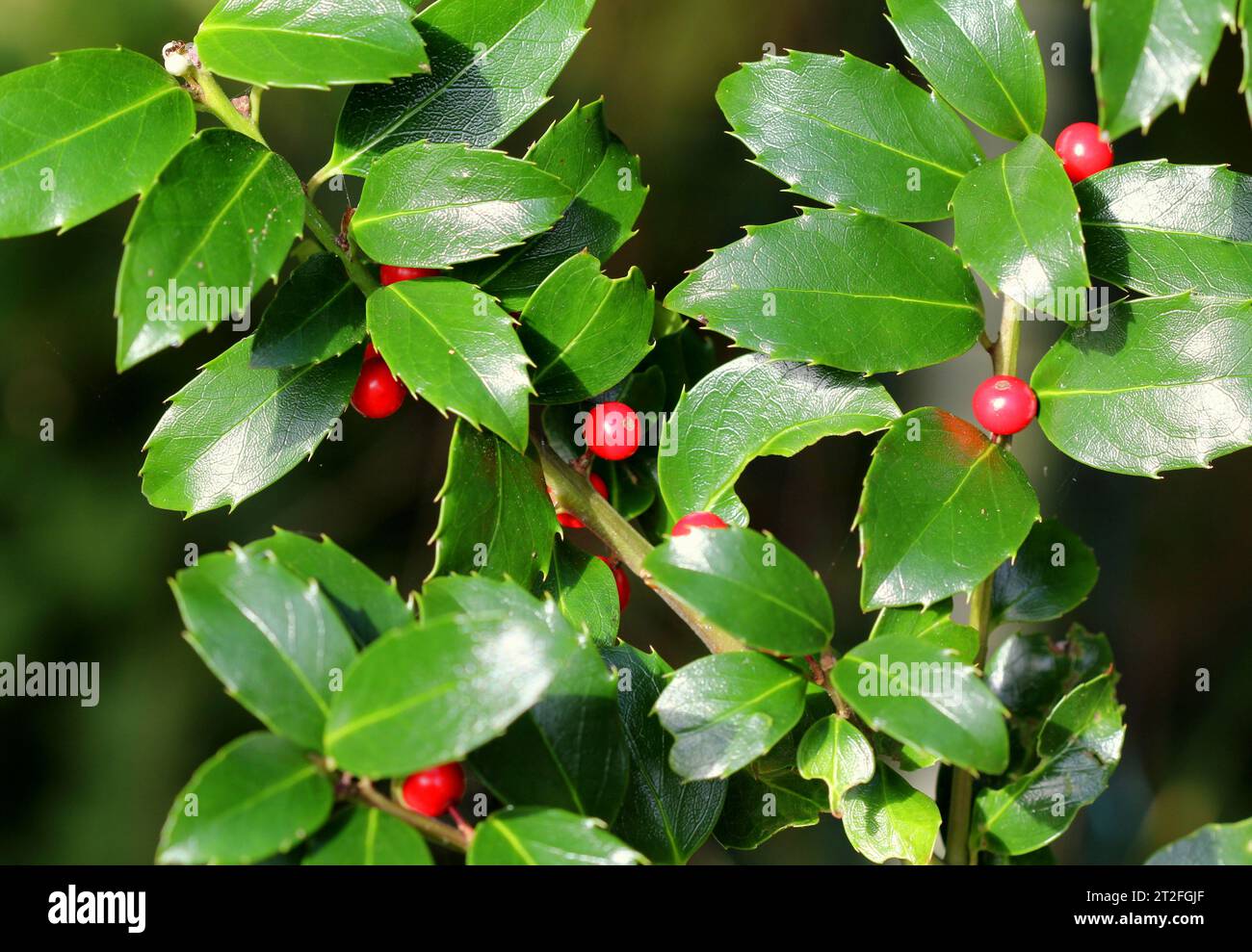 Ilex x meserveae 'Blue Maid' Holly bush with berries Stock Photo