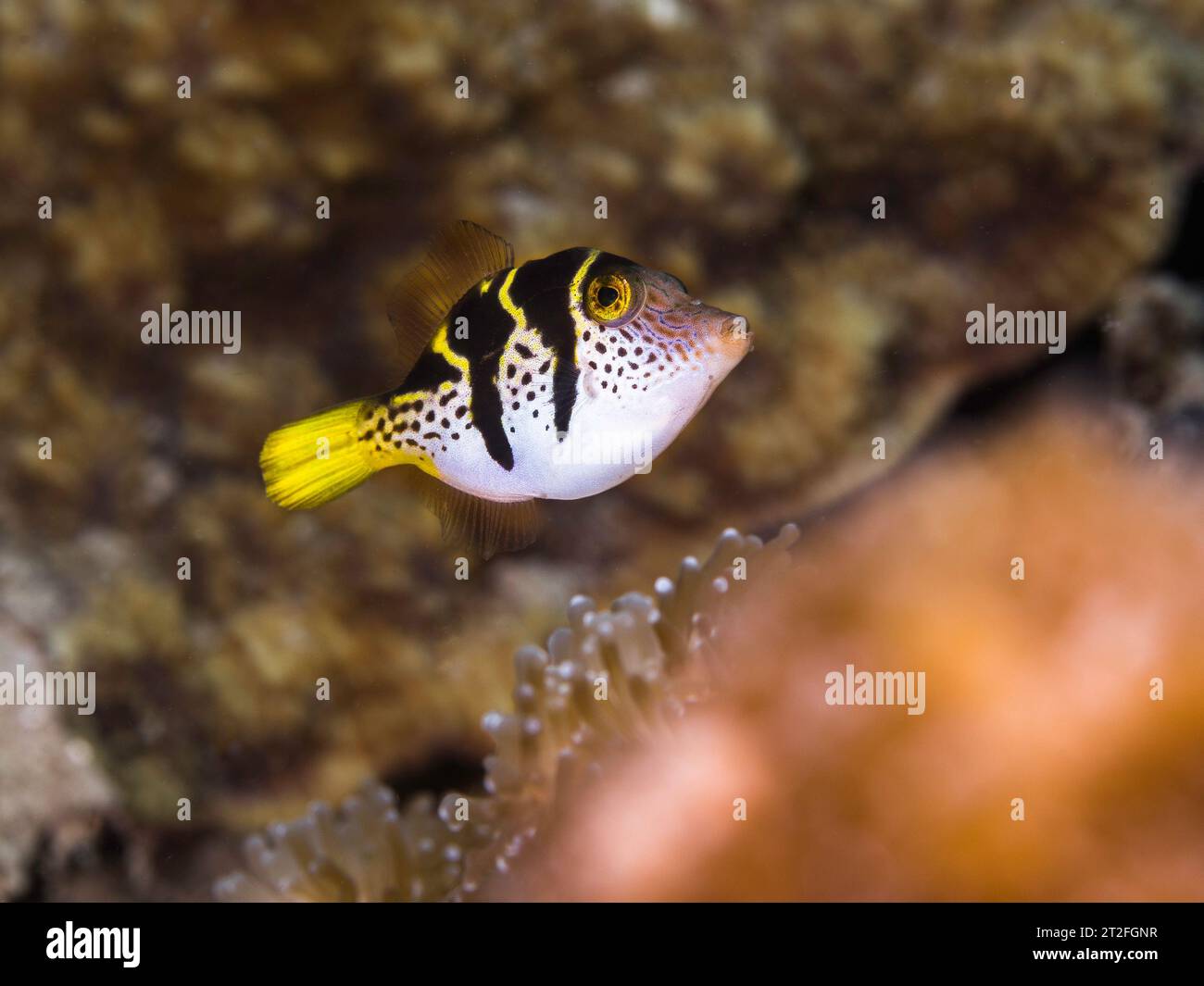 Model or Black-saddled toby fish (Canthigaster valentini) swimming on the tropical reef Stock Photo