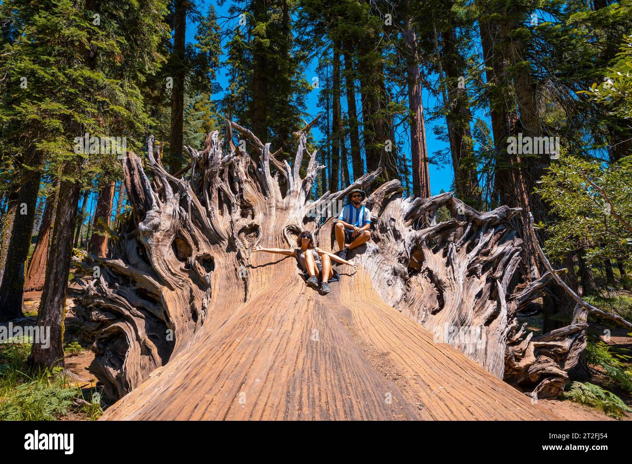 A couple in giant roots of a fallen tree in Sequoia National Park, California. United States Stock Photo