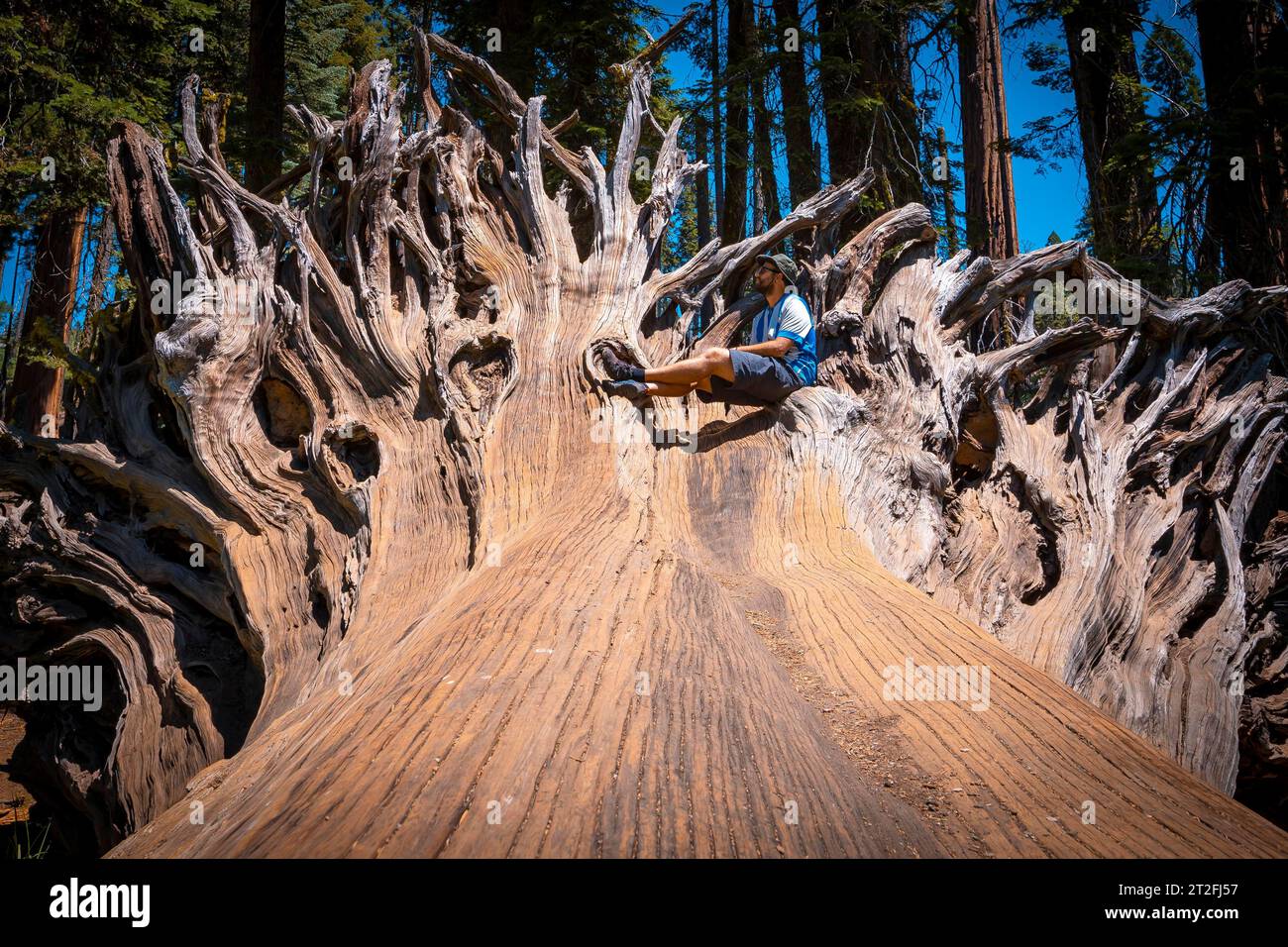 A man in giant roots of a fallen tree in Sequoia National Park, California. United States Stock Photo