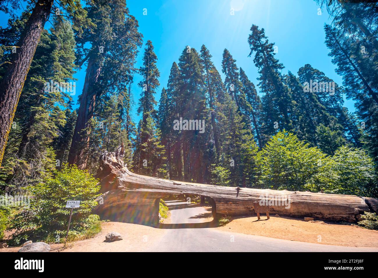 Sequoia National Park, the famous tunnel of the park called Tunnel Log, California. United States Stock Photo