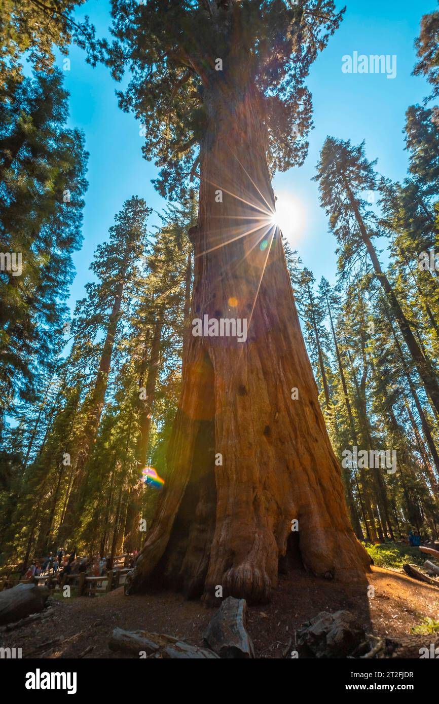 A couple in the giant General Sherman Tree tree in Sequoia National ...