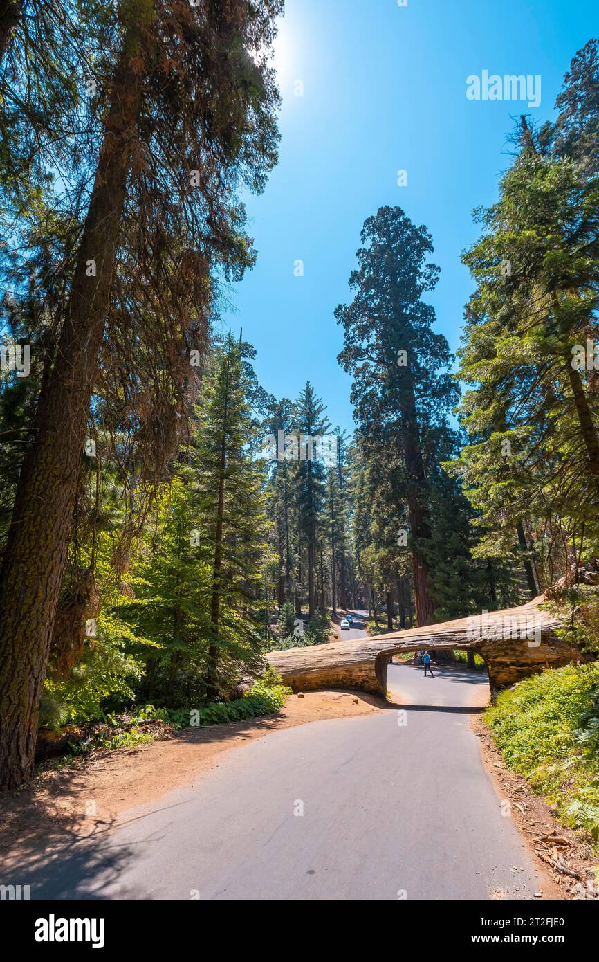 The beautiful tunnel tree called Tunnel Log in Sequoia National Park, California. United States Stock Photo