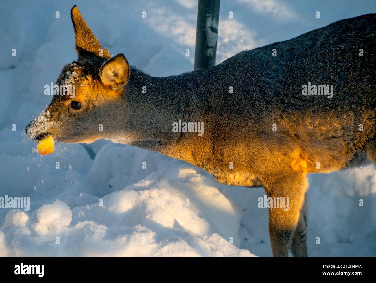 Deer eating apples in cold weather, with much snow Stock Photo Alamy