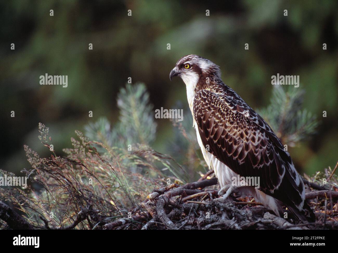 Osprey (Pandion haliaetus) well grown juvenile close to fledging from nest, Morayshire, Scotland, July 1998 Stock Photo