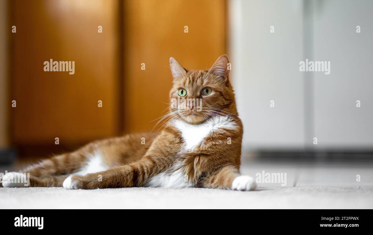 orange tabby cat sitting on the tile in the kitchen Stock Photo - Alamy