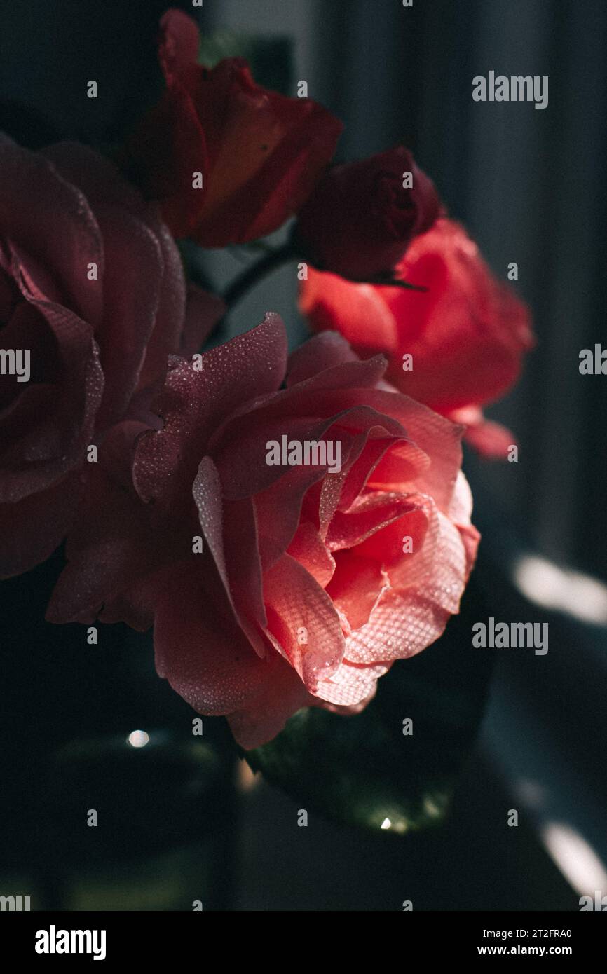 Home sunlight hi-res stock photography and images - Alamy