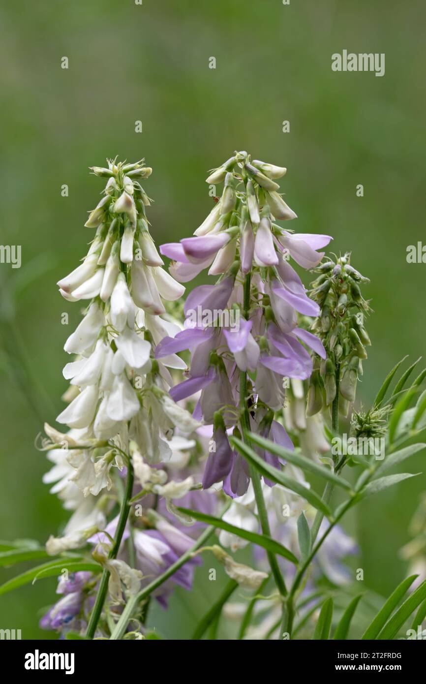 Close up image of Goat's-rue. Galega officinalis. French lilac Stock Photo