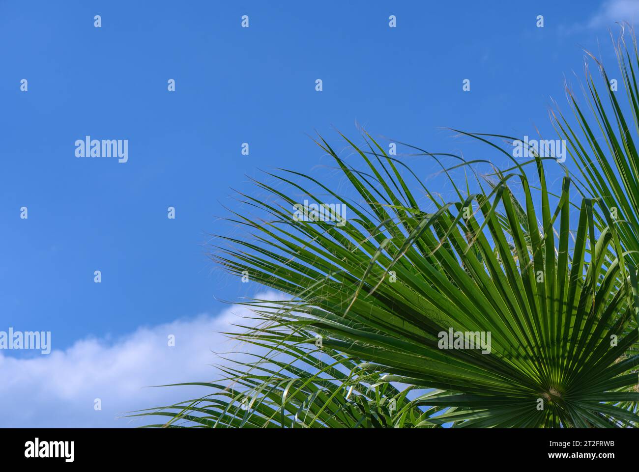 palm leaf against blue sky 2 Stock Photo - Alamy