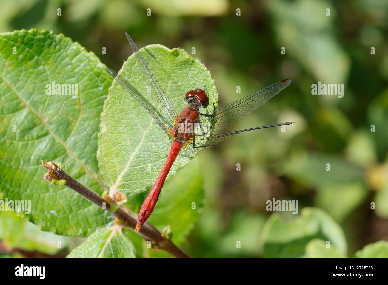 Blutrote Heidelibelle, Heidelibelle, Männchen, Sympetrum sanguineum, ruddy sympetrum, Ruddy Darter, male, Sympétrum sanguin Stock Photo