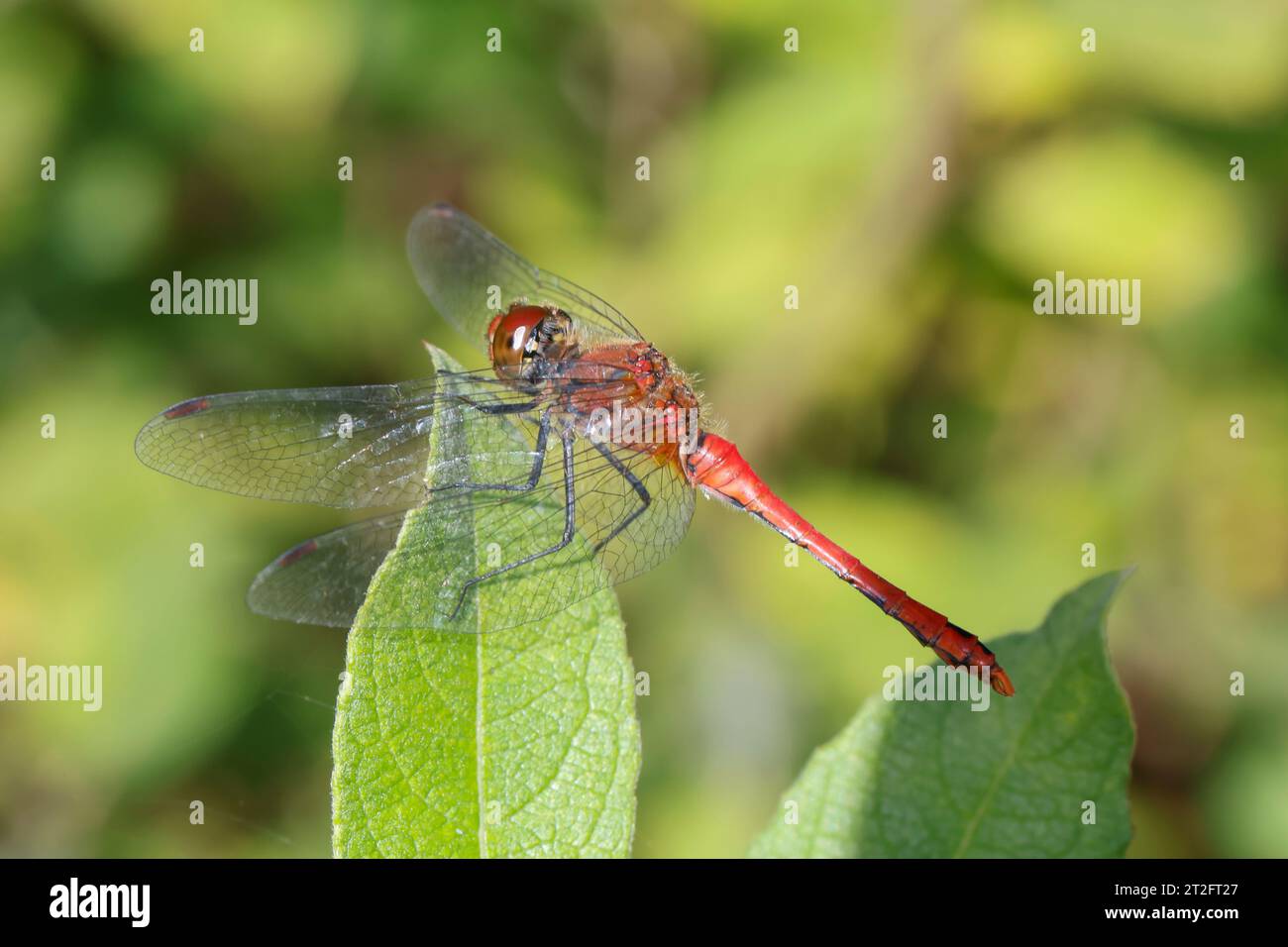 Blutrote Heidelibelle, Heidelibelle, Männchen, Sympetrum sanguineum, ruddy sympetrum, Ruddy Darter, male, Sympétrum sanguin Stock Photo