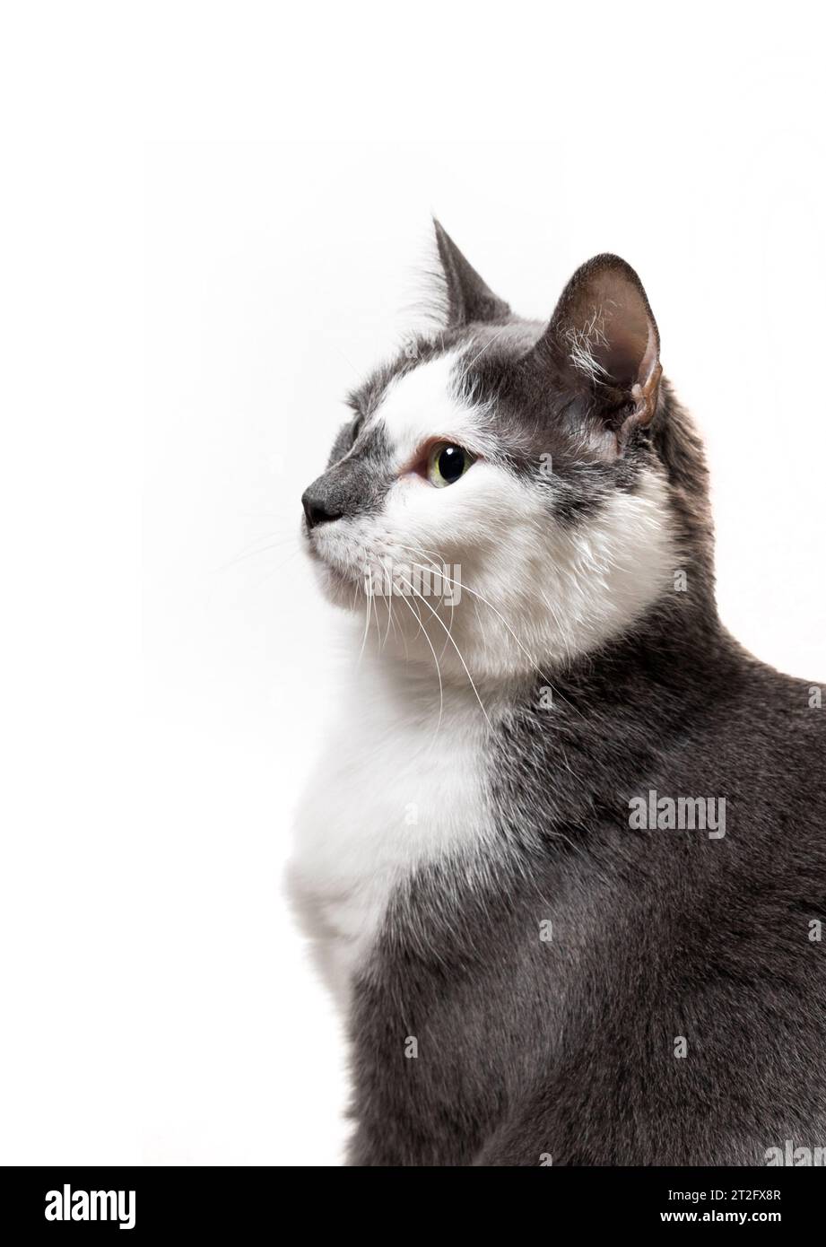 gray and white cat posing for a photo in a studio Stock Photo