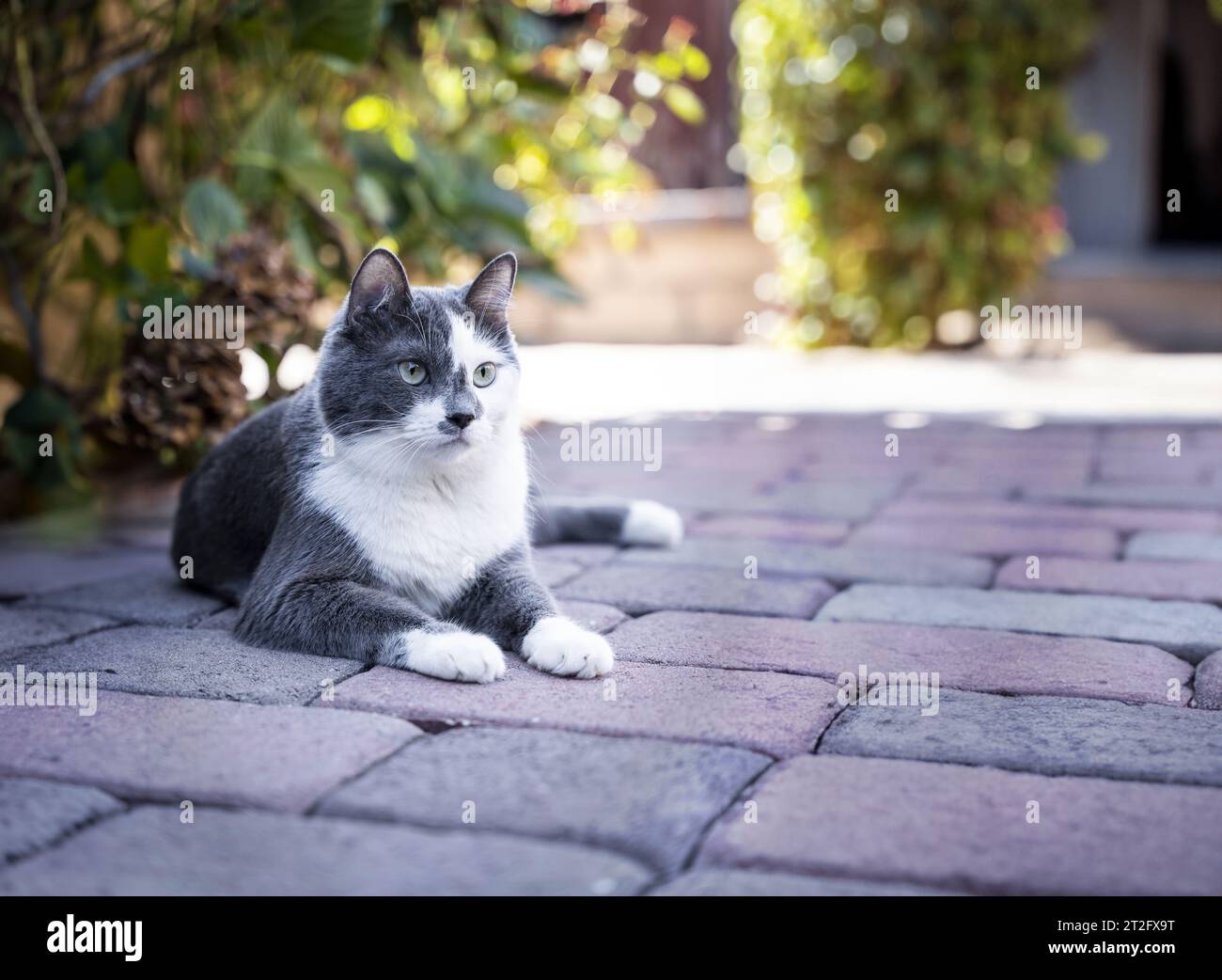 gray and white cat laying on the ground in the backyard garden Stock ...