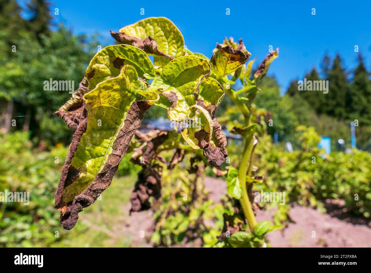Phytophthora. Potato leaves with the disease at close range Stock Photo