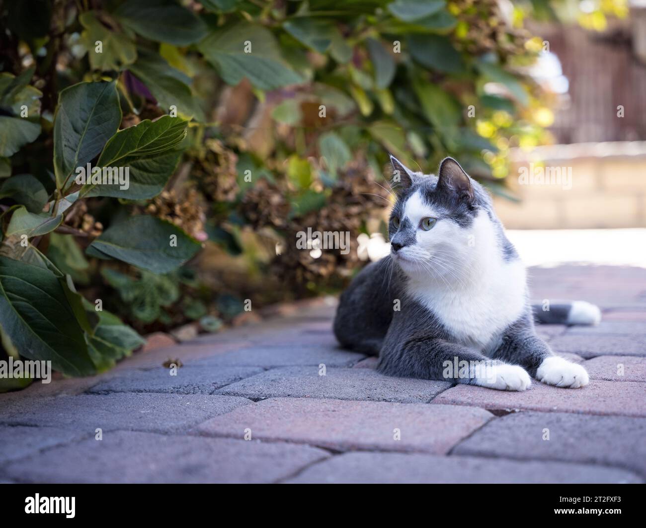 gray and white cat laying on the ground in the backyard garden Stock Photo