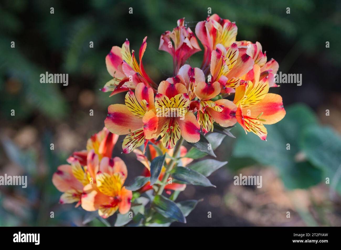 Alstroemeria 'Indian Summer', St Martin's Lily or Peruvian Lily in flower. Stock Photo