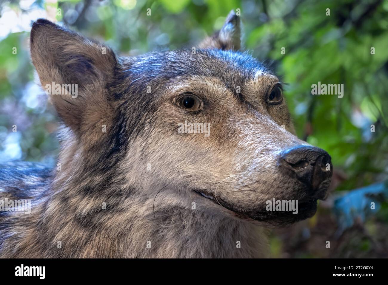 The portrait of Wolf - Canis lupus Stock Photo