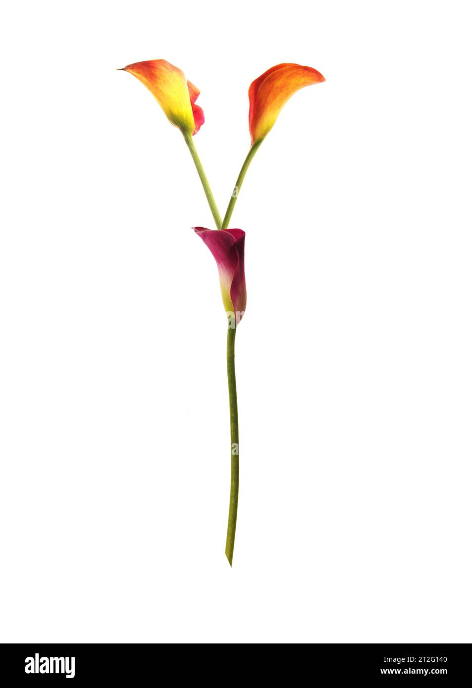 Colorful letter Y composed employing calla lilies of yellow, red, pink ...