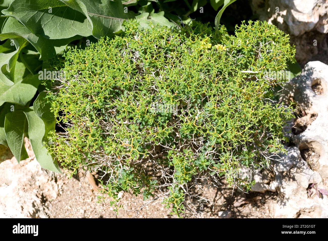 Thorny spurge (Euphorbia acanthothamnos) is a spiny shrub endemic to eastern Mediterranean region (Greece and Turkey). Stock Photo
