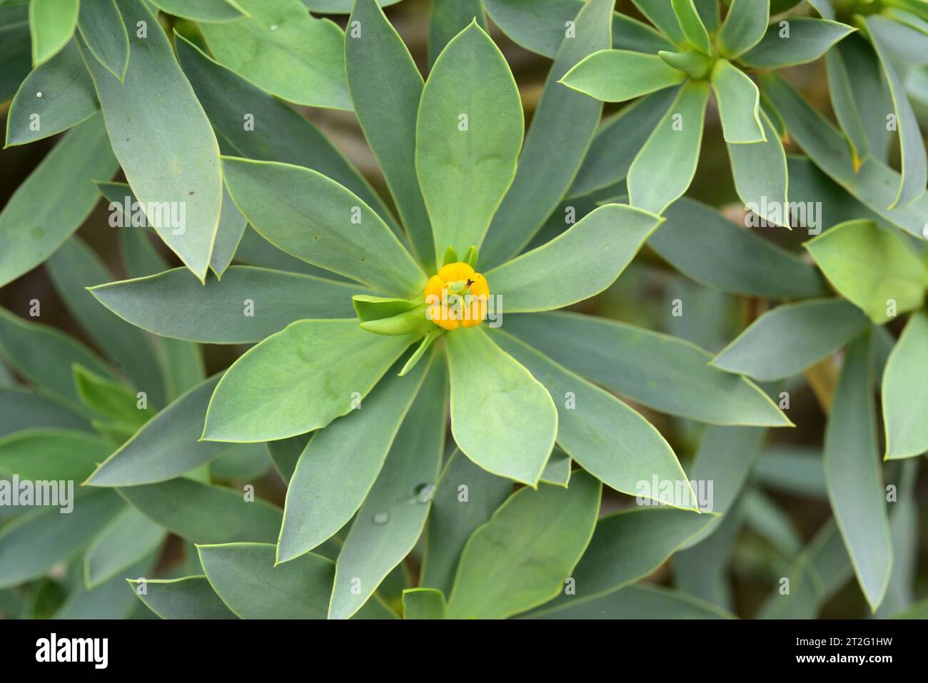 Balsam spurge (Euphorbia balsamifera) is a shrub native to Canary Islands and western Africa. Flower (cyathium) detail. This photo was taken in Lanzar Stock Photo