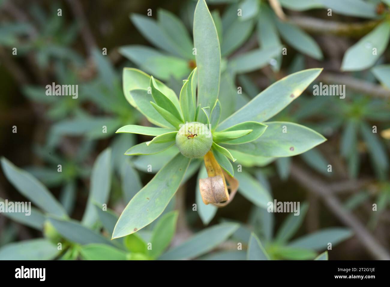 Balsam spurge (Euphorbia balsamifera) is a shrub native to Canary Islands and western Africa. Fruit detail. This photo was taken in Lanzarote, Canary Stock Photo