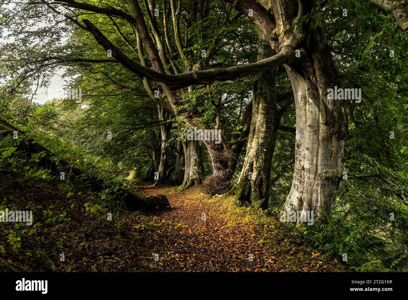 Sunlight Illuminating a Tree Lined Woodland Path in Early Autumn, Cwm Peris, Llanon, Ceredigion, Wales, UK Stock Photo