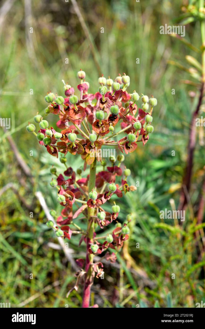 Mediterranean spurge (Euphorbia characias) is an evergreen shrub native to Mediterranean region. Fruits detail. This photo was taken in Alquezar, Hues Stock Photo