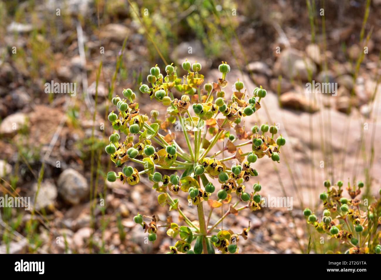 Mediterranean spurge (Euphorbia characias) is an evergreen shrub native to Mediterranean region. Fruits detail. This photo was taken in Alquezar, Hues Stock Photo