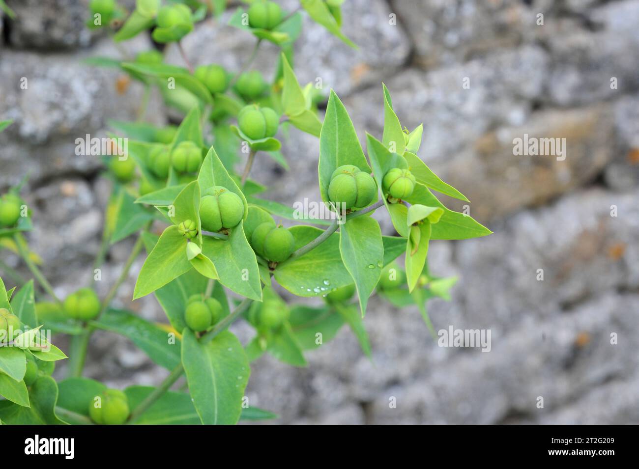 Caper spurge (Euphorbia lathyris) is a biennial herb native to south Europe, northwest Africa and southwest Asia. Its latex is poisonous. Stock Photo