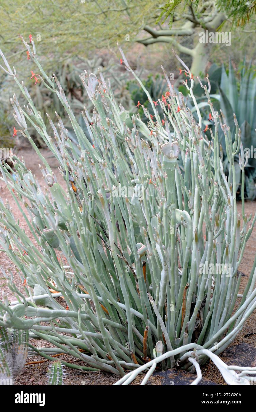 Slipper plant or gallito (Euphorbia lomelii or Pedilanthus macrocarpus) is a succulent shrub endemic to Sonora (Mexico). Stock Photo