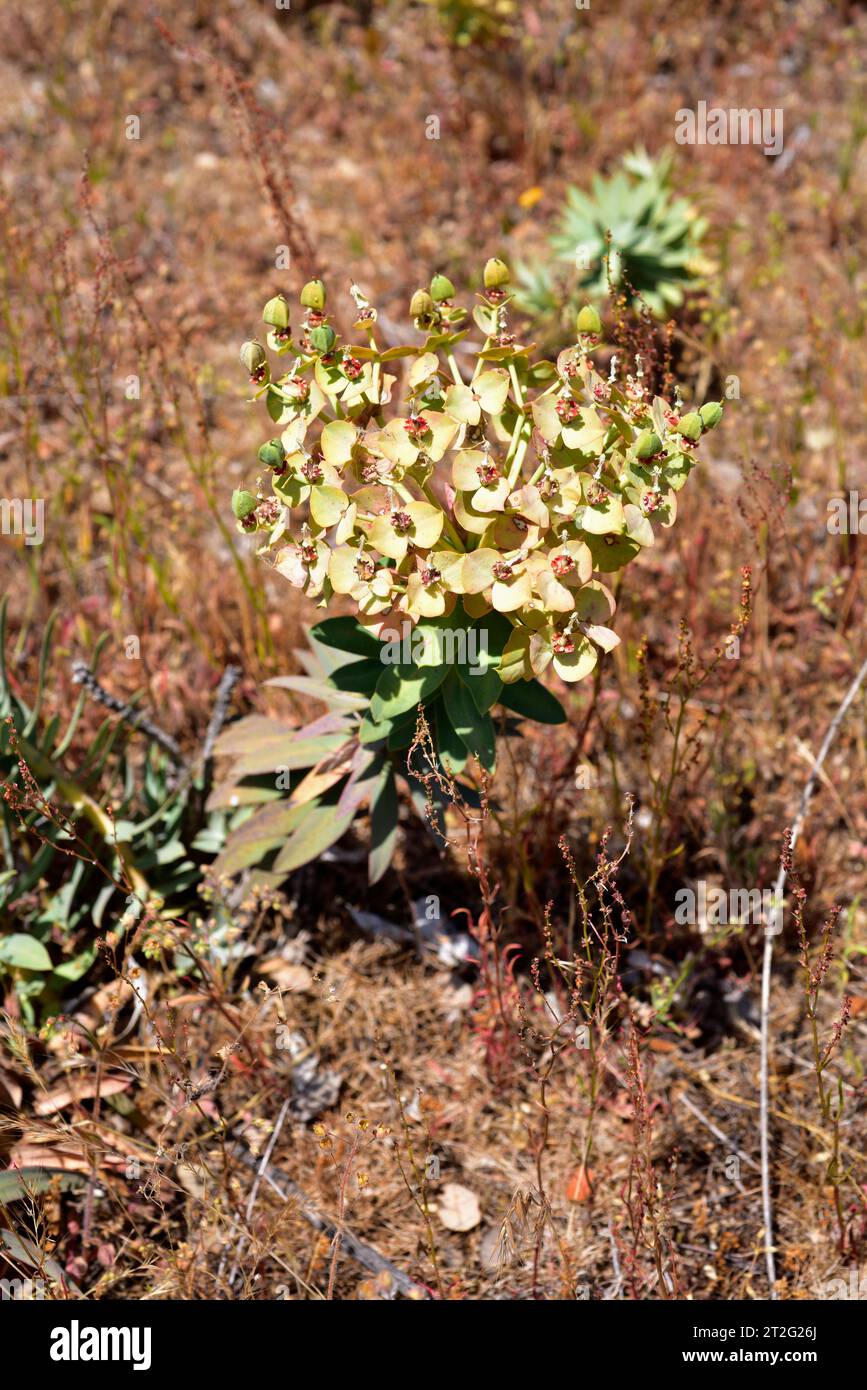 Euphorbia oxyphylla is a perennial herb native to center Iberian Peninsula. This photo was taken in Salamanca province, Castilla y Leon, Spain. Stock Photo