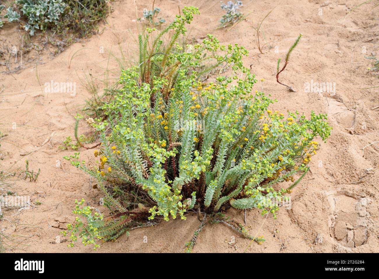 Sea spurge (Euphorbia paralias) is a perennial herb native to coast of Europe, northern Africa and western Asia. This photo was taken in Dunas de Lien Stock Photo