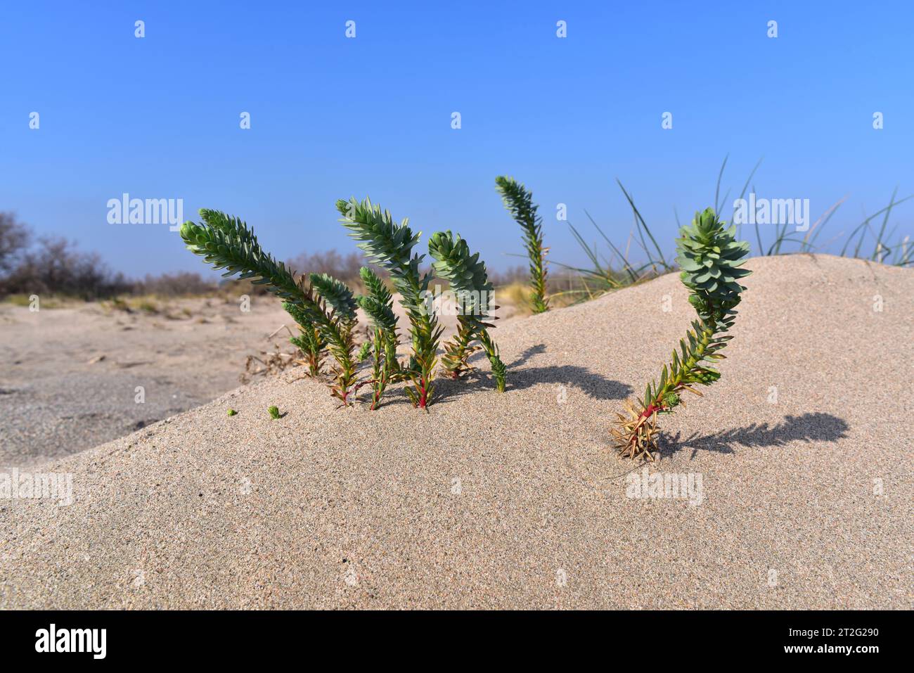 Sea spurge (Euphorbia paralias) is a perennial herb native to coast of Europe, northern Africa and western Asia. This photo was taken in Pals beach, G Stock Photo