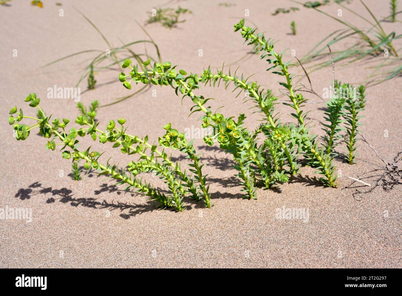 Sea spurge (Euphorbia paralias) is a perennial herb native to coast of Europe, northern Africa and western Asia. This photo was taken in Pals beach, G Stock Photo