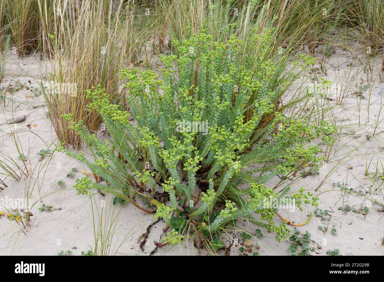 Sea spurge (Euphorbia paralias) is a perennial herb native to coast of Europe, northern Africa and western Asia. This photo was taken in Xagó beach, A Stock Photo