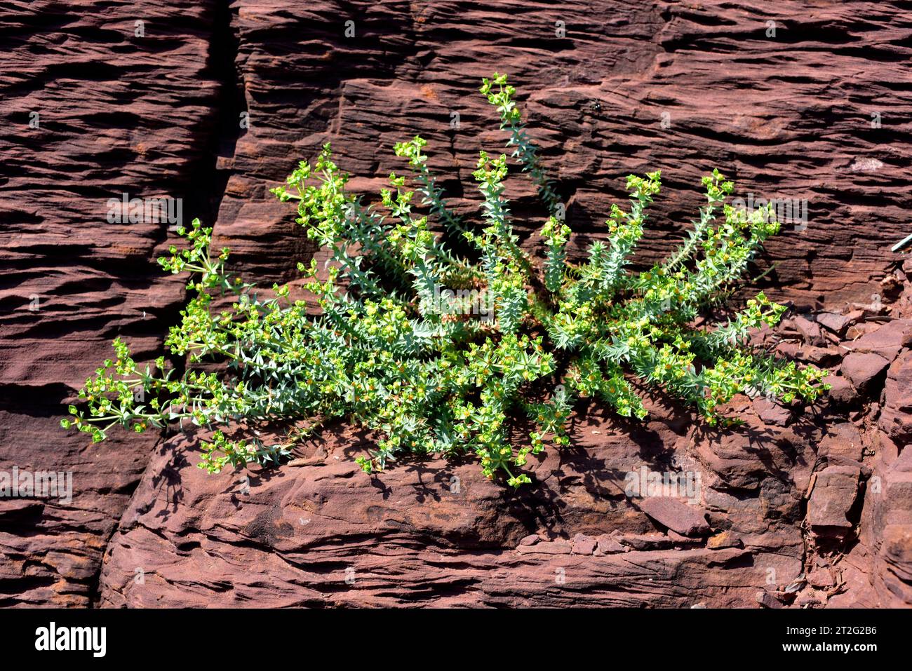 Euphorbia pithyusa is a perennial plant native to Balearic Islands, Corsica, Sardinia, Sicily and southern France coasts. This photo was taken in Meno Stock Photo