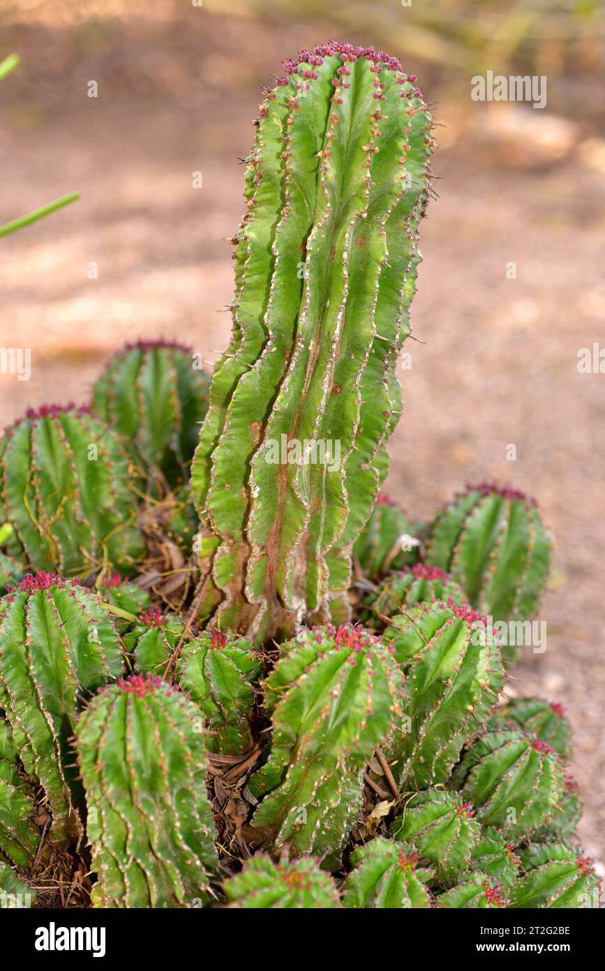 Euphorbia polygona is a succulent shrub endemic to South Africa. Flowered plant. Stock Photo