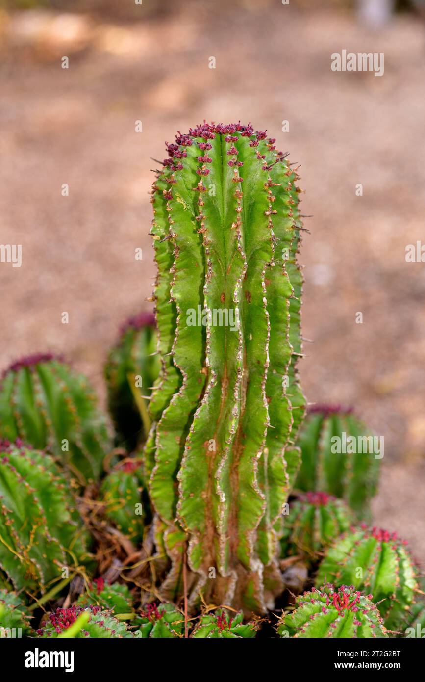 Euphorbia polygona is a succulent shrub endemic to South Africa. Flowered plant. Stock Photo