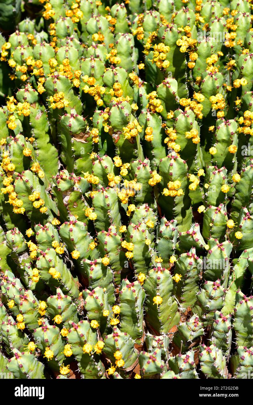 Resin spurge (Euphorbia resinifera) is a medicinal succulent shrub endemic to Morocco. Flowered plant. Stock Photo