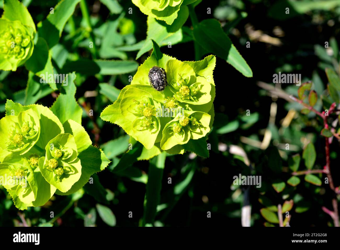 Serrated spurge (Euphorbia serrata) is a perennial herb native to western Mediterranean region. Flowered plant. This photo was taken in Garraf Natural Stock Photo