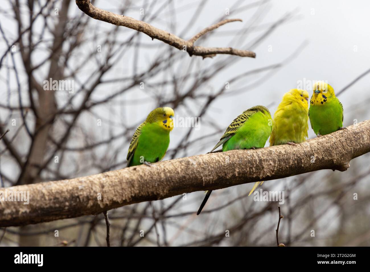 Budgies eat and cuddle in a small animal park Stock Photo